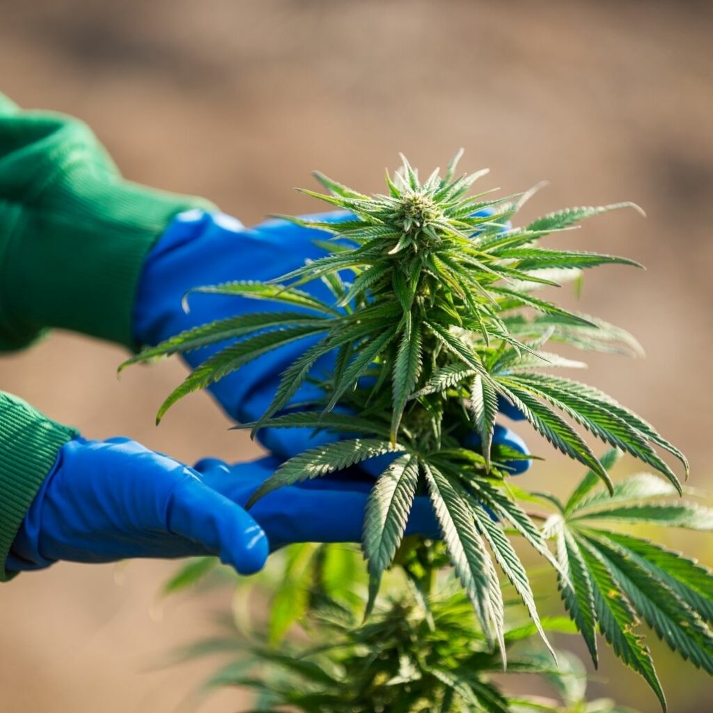 Best Disposable Gloves for Cannabis Cultivation